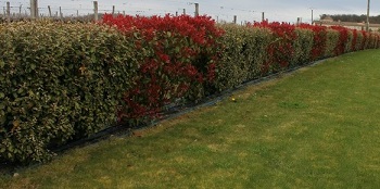 haie de photinias et d'éléagnus